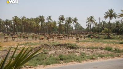 Drought-hit farmers lease lands to camel herders