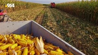Significant increase in yellow corn production in Kurdistan region