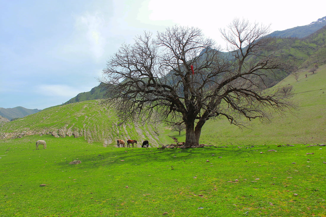 صور: ليست ريف سويسرا.. تجوال حر للخيول في “لبانة” أجمل قرى السليمانية
