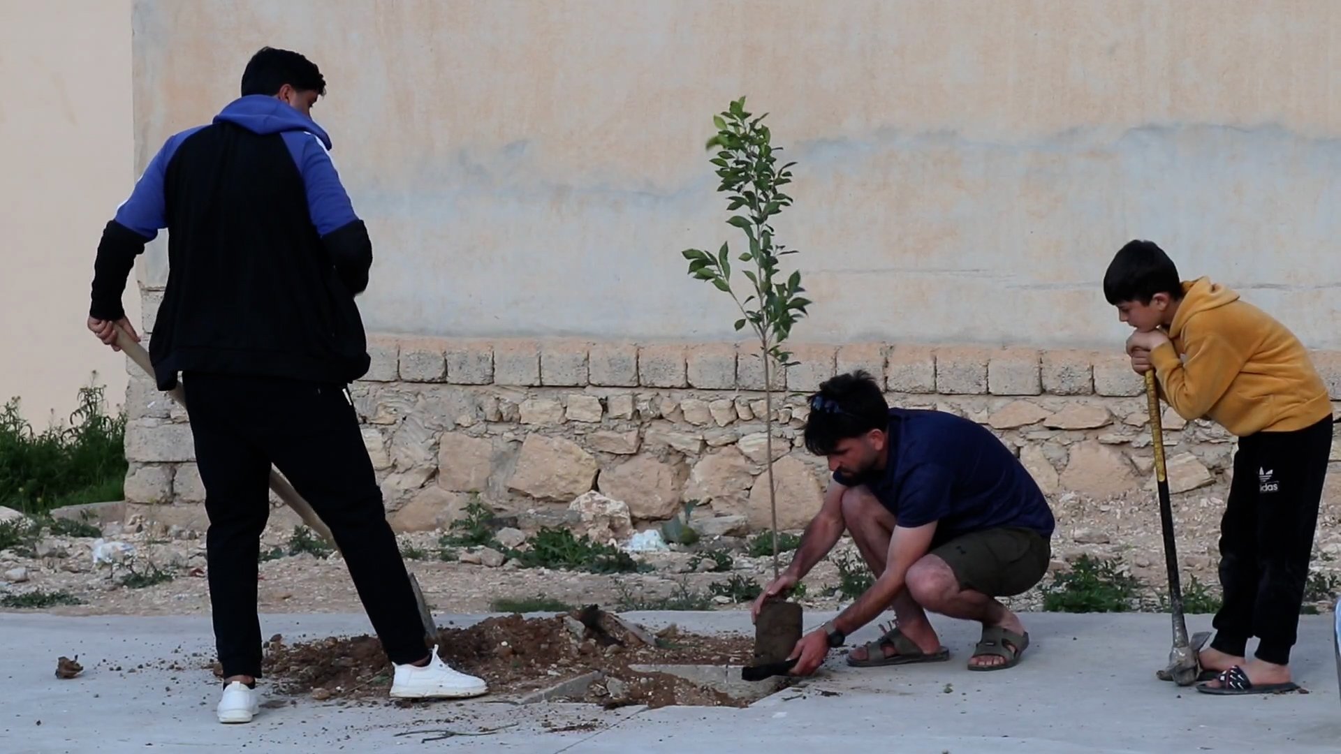فيديو: شباب سنجار زرعوا الزيتون في شوارع مجمع حطين مع الأكاسيا والفيكس