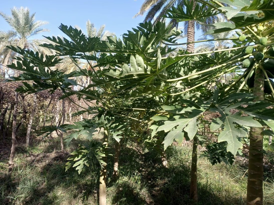 Iraqi farmer successfully grows Thai papaya trees in Babil
