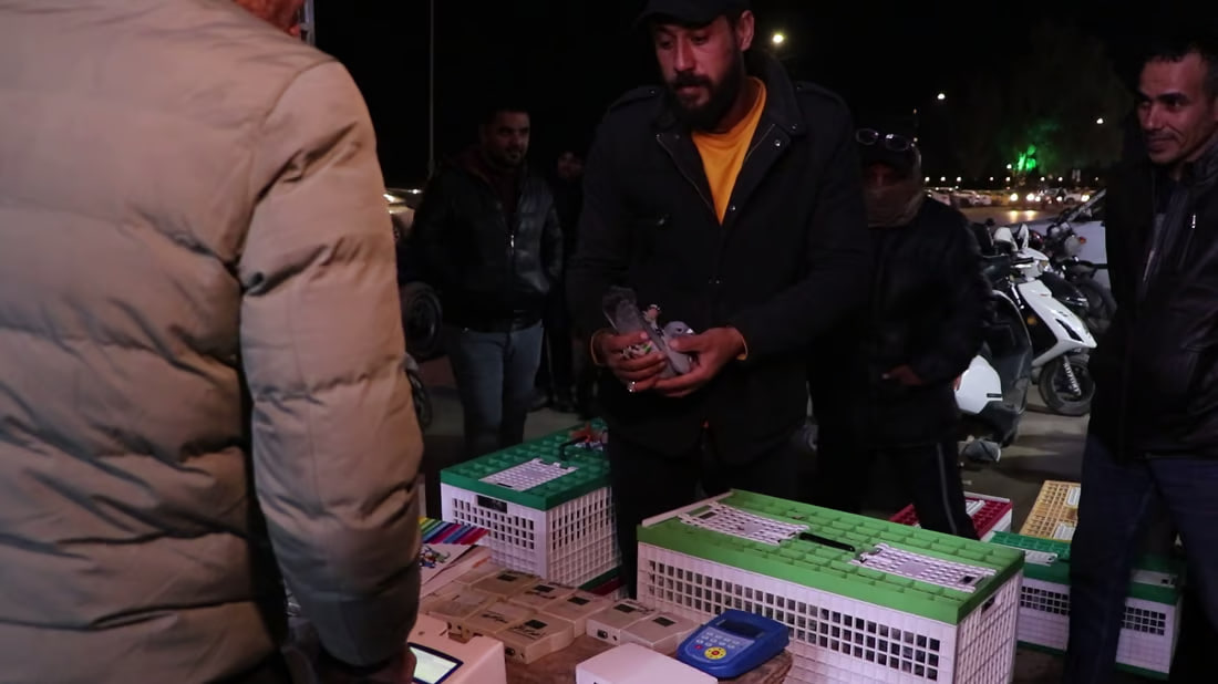 Annual racing competition for homing pigeons kicks off in Kut