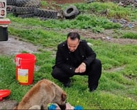 Young man in Qaladiza feeds stary dogs daily
