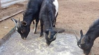 صور: الماعز القطري يلقى رواجاً في ديالى.. 3 مميزات تجذب ا...