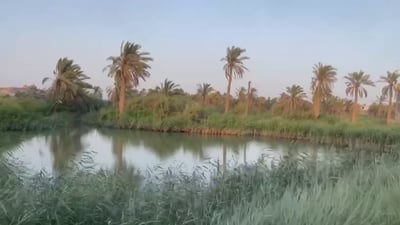 فيديو: سمكة قرش تقطع 200 كم من البحر إلى عمق الفرات في البصرة!