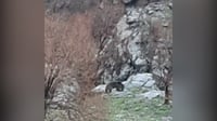 فيديو: قطعان الدببة تظهر في أربيل مع حلول الظلام.. إنها ...