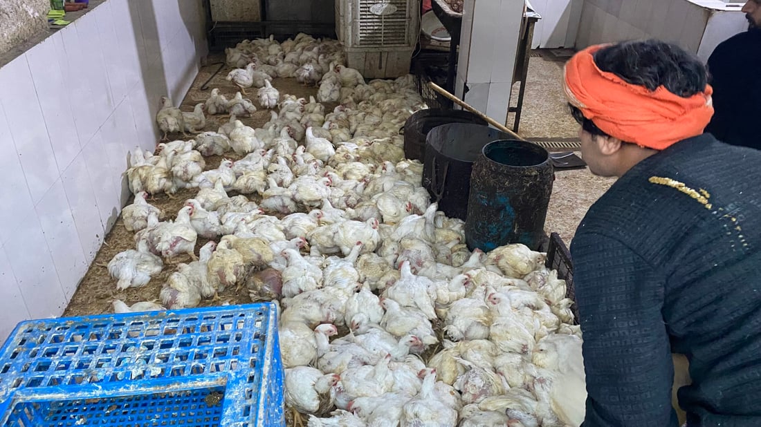 صور من سوق دواجن البصرة: الدجاجة الأربعينية مرغوبة.. لحمها طري والأسعار انخفضت