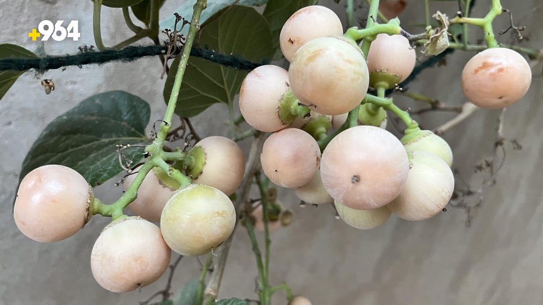 حديثة: البمبر مطلوب أخضراً كان أو بنياً.. المزارعون يمنحونه كهدايا ...