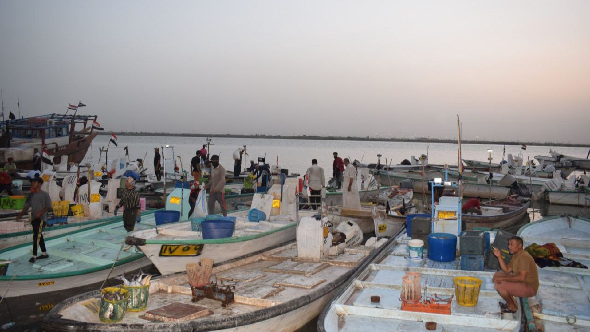 صور من الفاو: قائمة بأسعار السمك صباح اليوم الخميس في مزاد النقعة