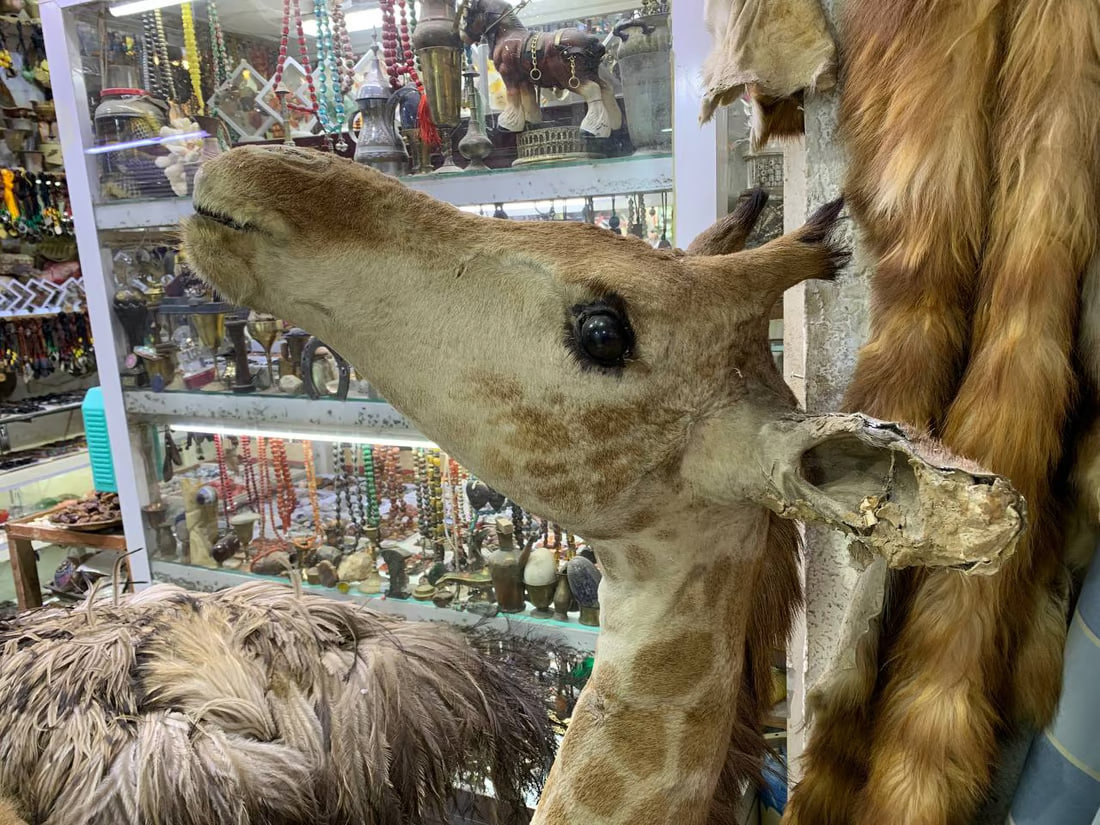 Renowned exhibition of taxidermy and antiques by Mehdi Al-Karbala’i