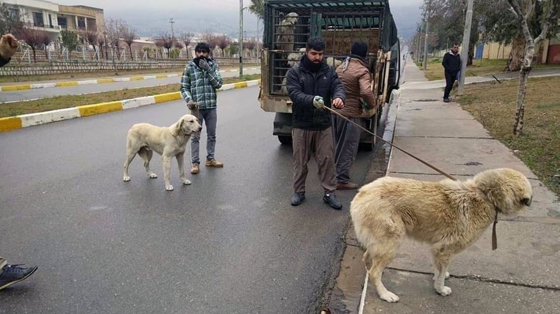Stray Koya dogs to be sent to Erbil shelter