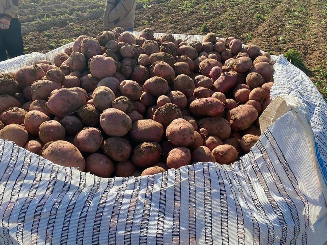 Diyala’s promising potato harvest reaping high yields