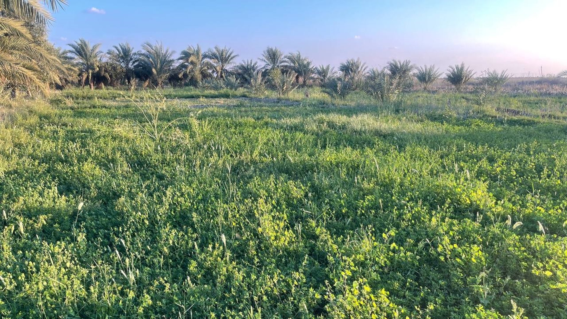 مزارعو شمالي البصرة لا يزرعون الكرفس والريحان.. “جت” المواشي مربح أكثر »  +964