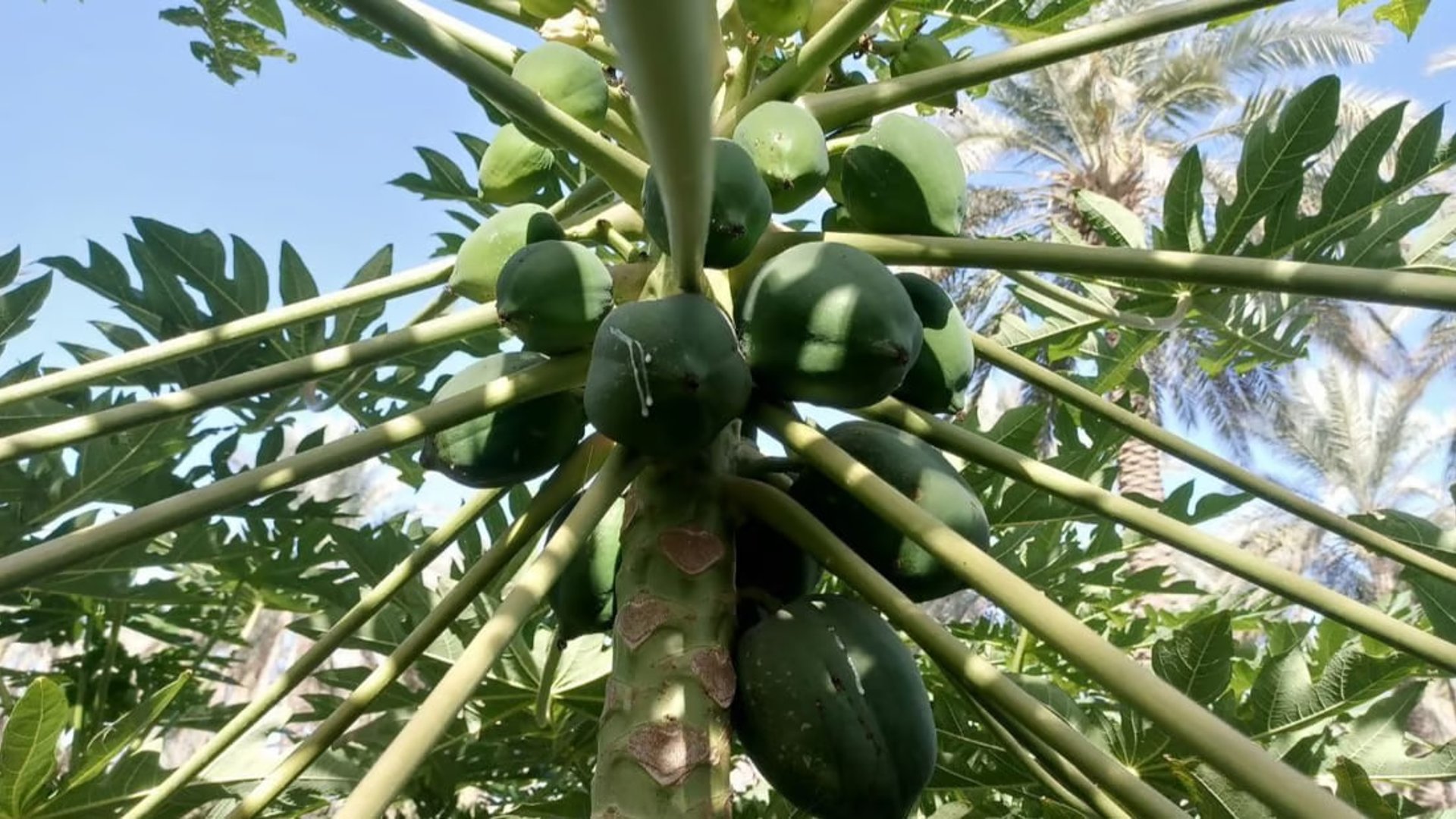 Iraqi farmer successfully grows Thai papaya trees in Babil » 964media
