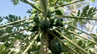 Iraqi farmer successfully grows Thai papaya trees in Babil