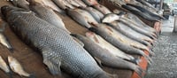 Agriculture ministry announces curbs on fishing
