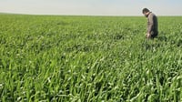 Local wheat cultivation shows promising results
