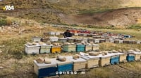 Kurdistan's beekeepers advocate for import restrictions