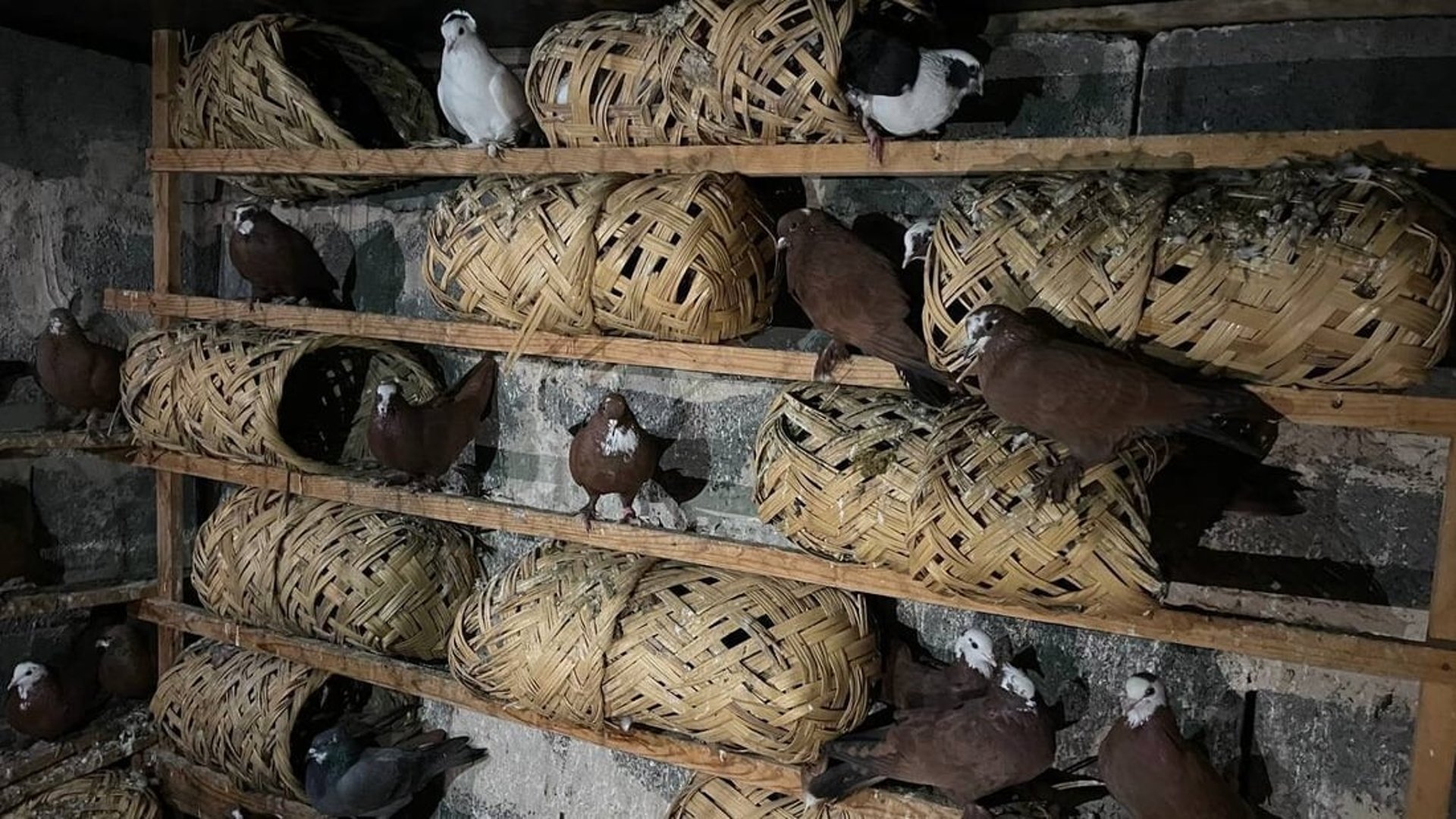 Bird theft on the rise in Diyala prompting breeders to install surveillance cameras