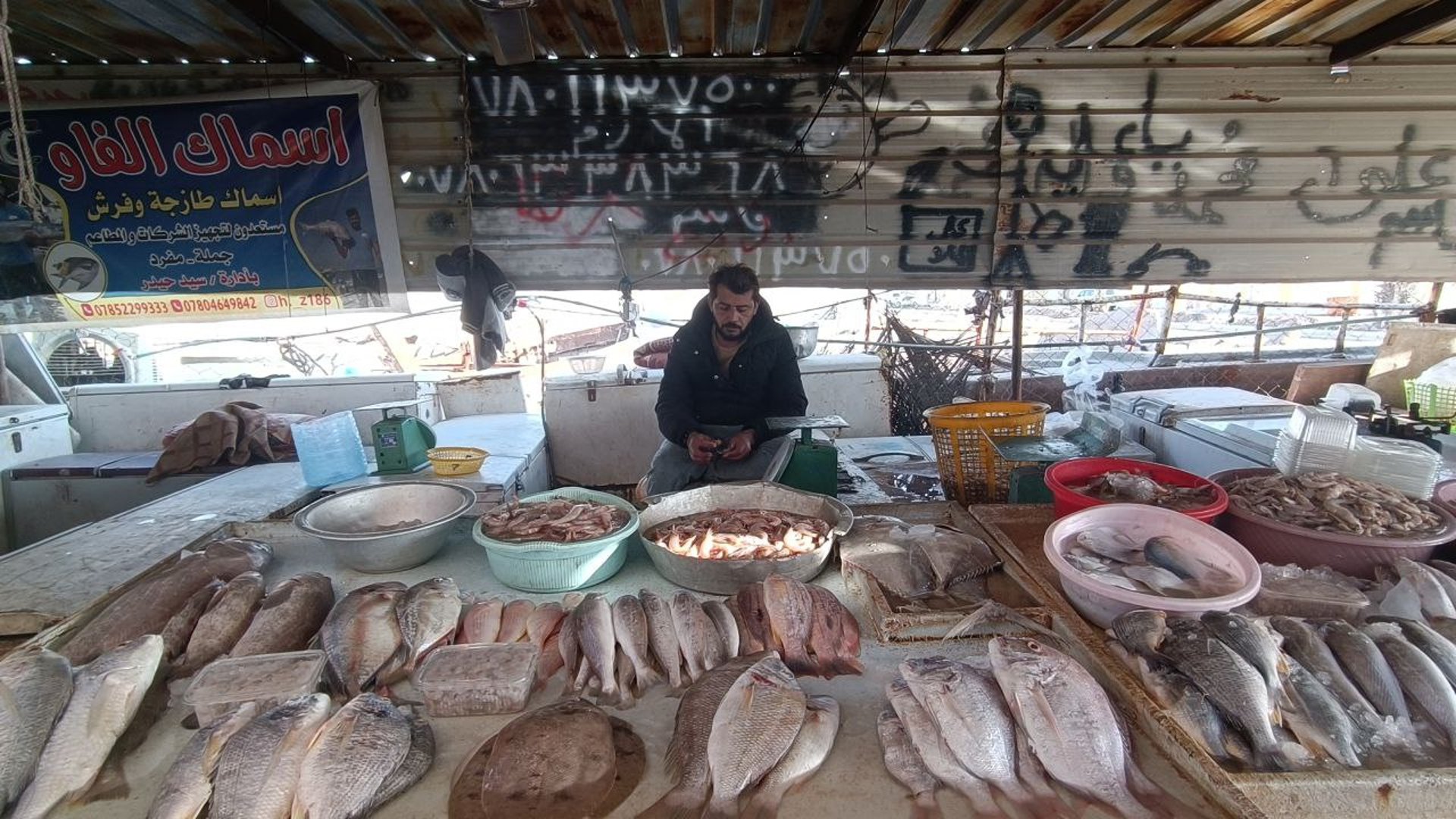 الهامور يتصدر مبيعات مزاد النقعة في البصرة.. السمكة الكبيرة أقل سعراً من الصغيرة