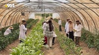 Female graduates launch farming business in Zakho