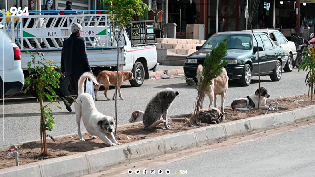 Darbandikhan residents call for a shelter for stray dogs
