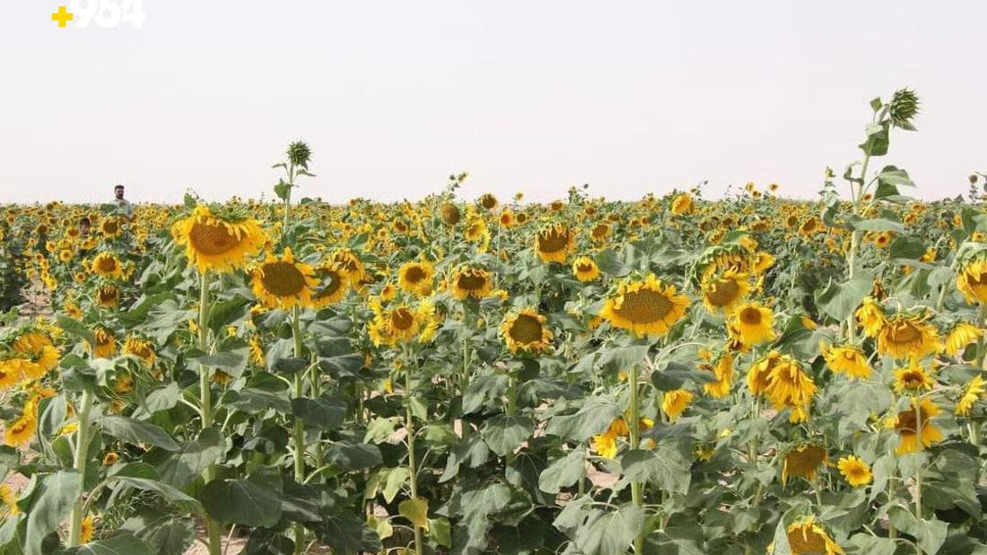 Farmer successfully grows sunflowers in Muthannas desert region
