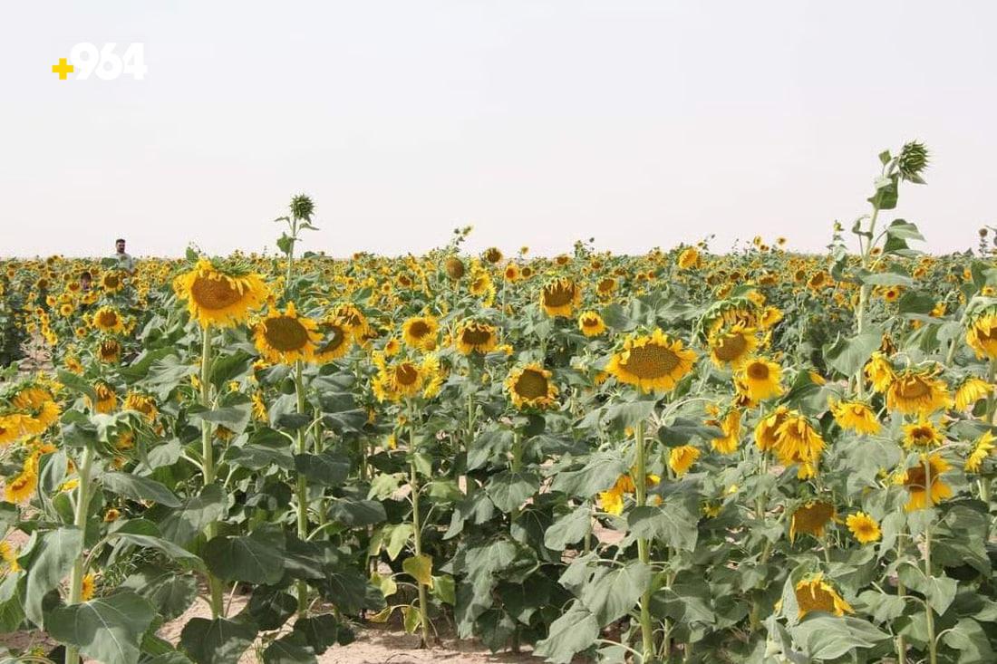 Farmer successfully grows sunflowers in Muthanna’s desert region