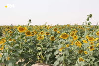 Farmer successfully grows sunflowers in Muthanna's desert region