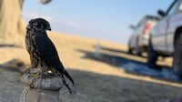 الطير الحر يدخل العراق من 3 محاور.. والصيادون ينتظرونه ب...