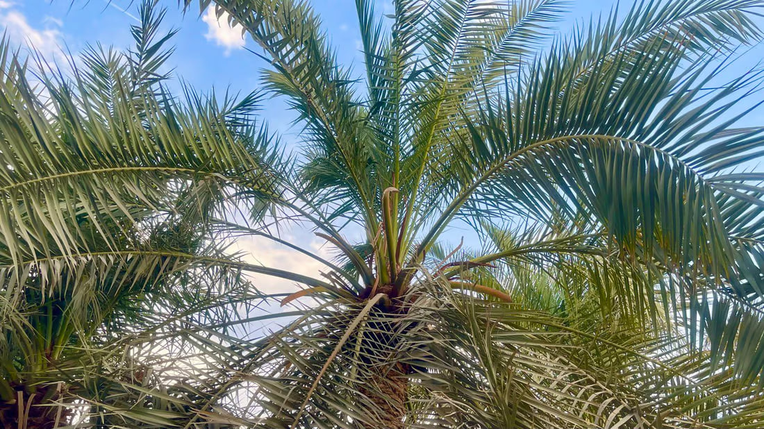 Early blossoms in Basra palms raise hopes for fruitful season, water supply remains key