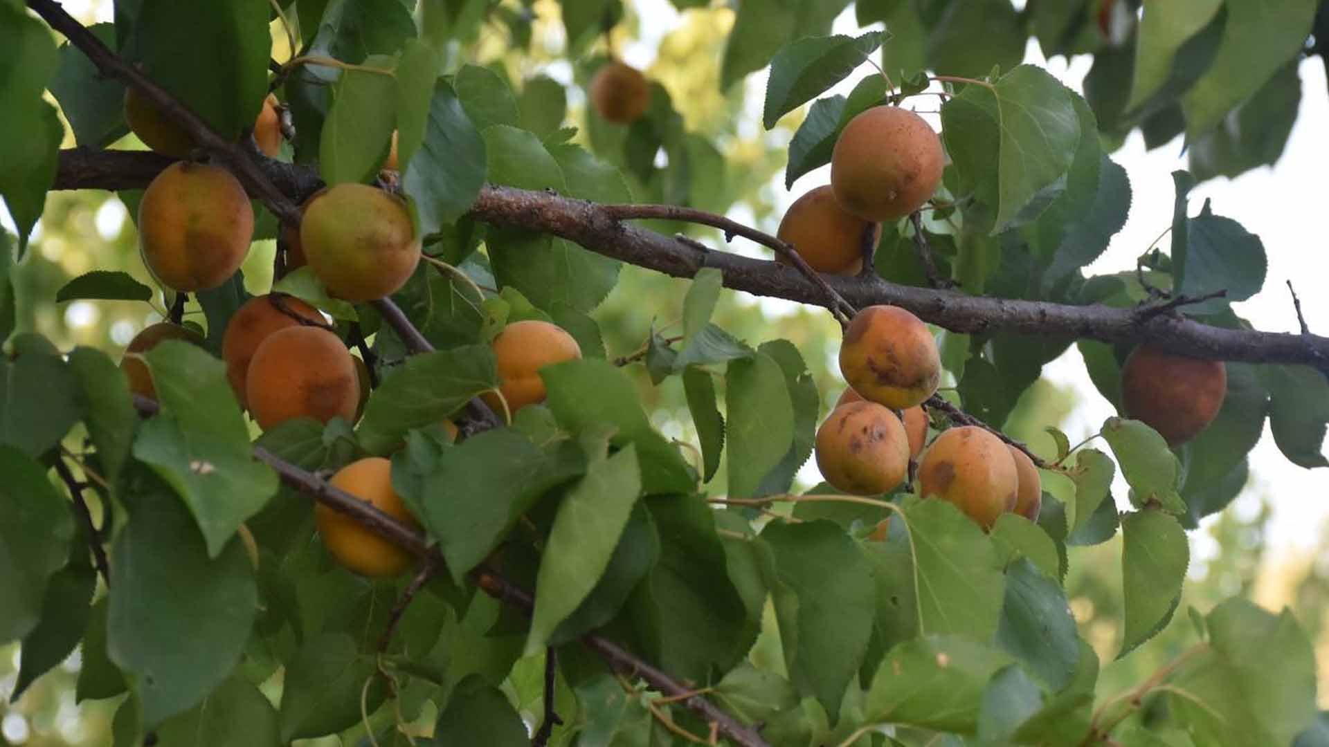 ئەمساڵیش قەیسی خانەقین بازاڕی نییە