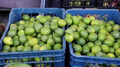 الليمون العراقي في الأسواق اخيرا.. وهو الاغلى في الشرق الاوسط