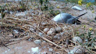 Mass gull deaths continue at Lake Dukan