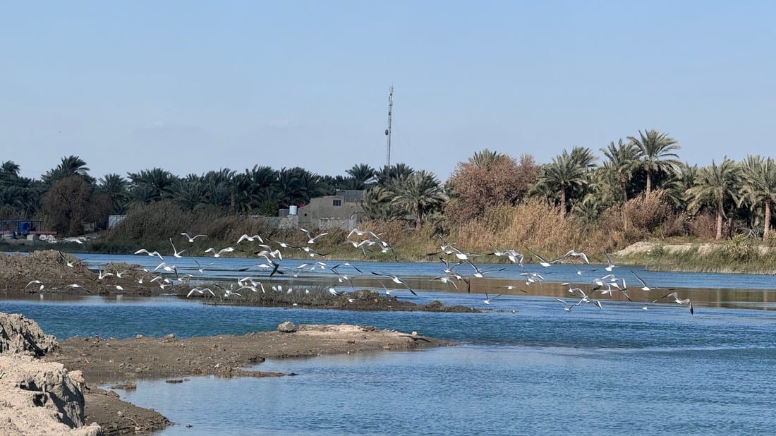 صور: عادت النوارس مع طيور الخطاف إلى شط المشخاب.. صيدها ممنوع بأمر الدولة!