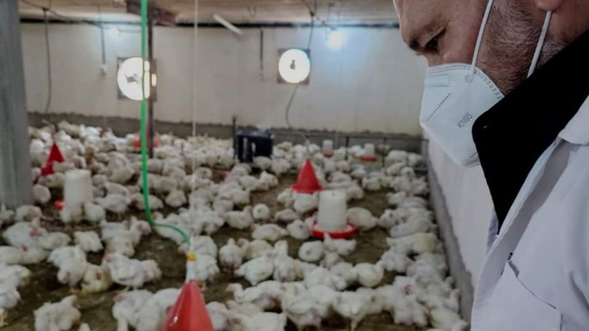 vaccination-campaign-for-poultry-in-tuz-khurmatu-announced-hatha-alyoum