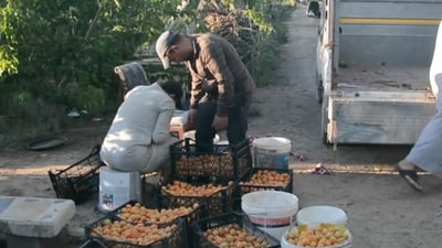 Apricot harvest kicks-off in Balad with fruit shipped across Iraq