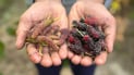 Mulberry harvest begins in Najaf’s ‘City of Amber’
