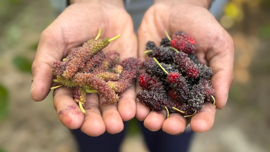 Mulberry harvest begins in Najaf’s ‘City of Amber’