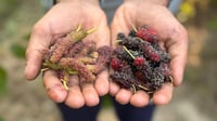 Mulberry harvest begins in Najaf's 'City of Amber'