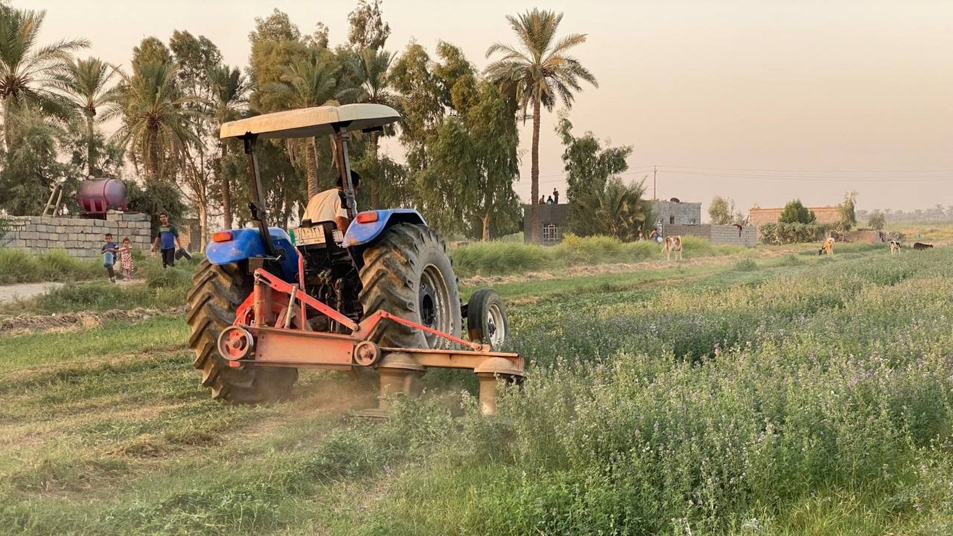 صور من مزارع أبو غريب.. اعتماد أكبر على المكائن وزيادة في البرسيم والذرة »  +964