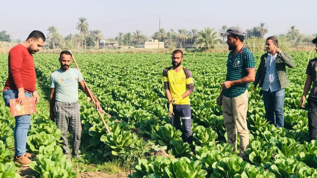 Water scarcity affects lettuce production and quality in Babil