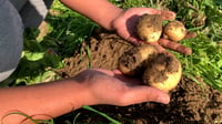 استيراد البطاطا ممنوع في كردستان إلى أجل غير مسمى