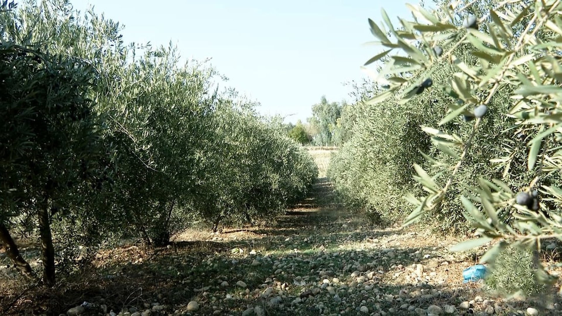 Duhok distributes  olive saplings to farmers for cultivation project