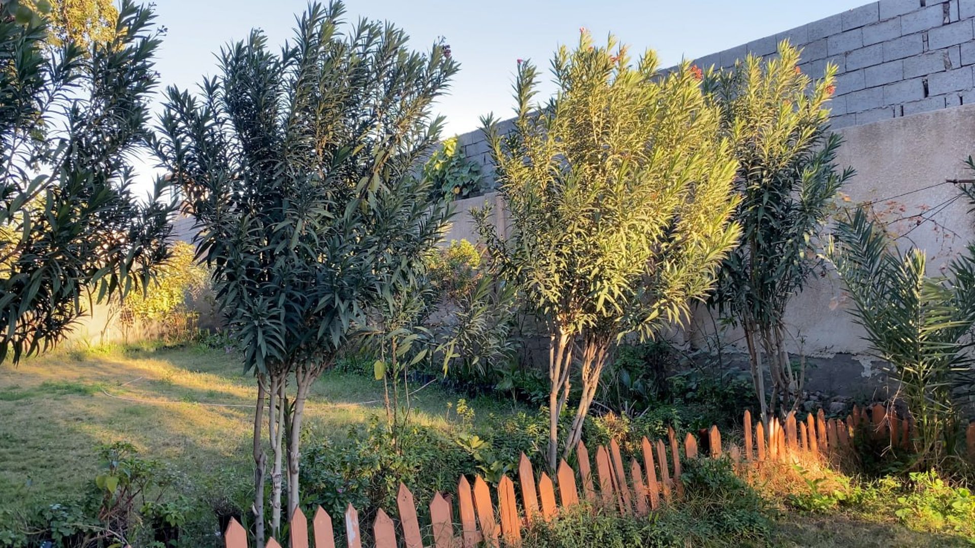 Abdul Hadi Abd transforms Najafs Forum garden into a green oasis