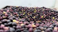 Hajj Ayoub olive press doubles olive oil production in 2023