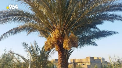Date palm orchards in Babil thrive despite water scarcity