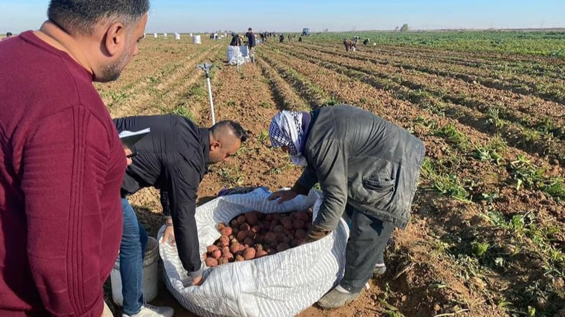 Diyalas promising potato harvest reaping high yields