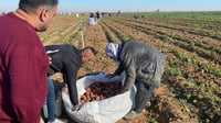 Diyala's promising potato harvest reaping high yields