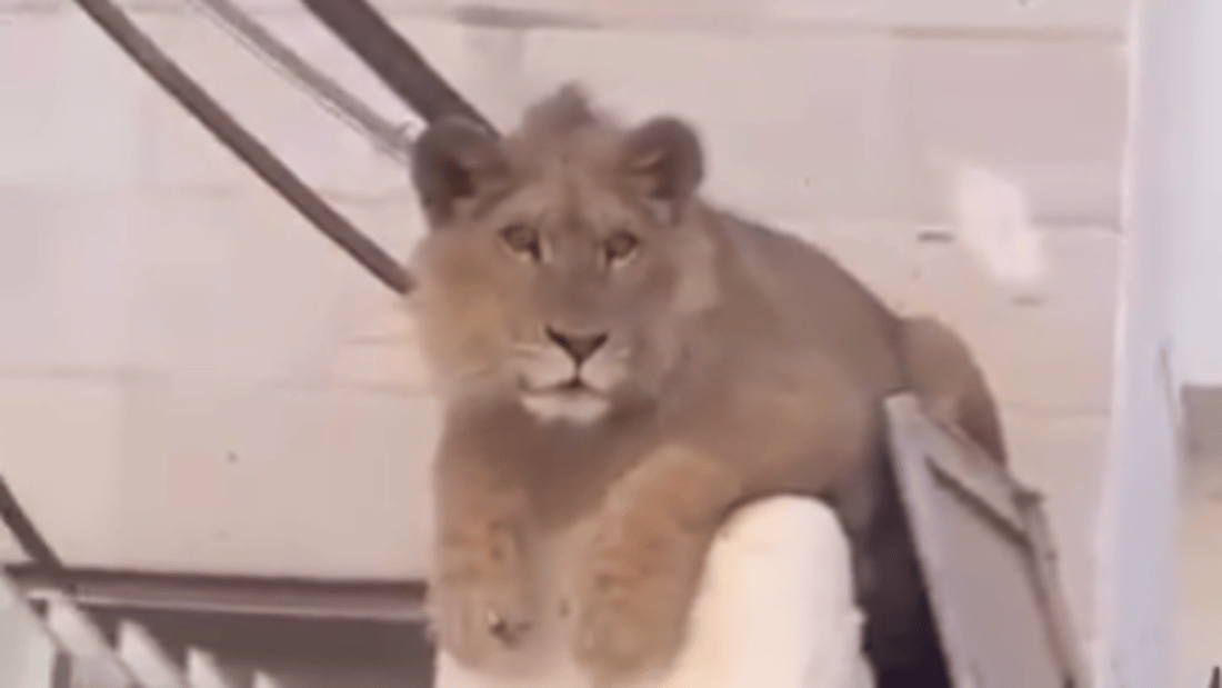 Lion spotted in Baghdad sparks concerns for public safety